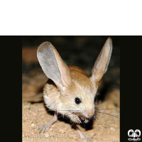 گونه دوپای فیروز Iranian jerboa